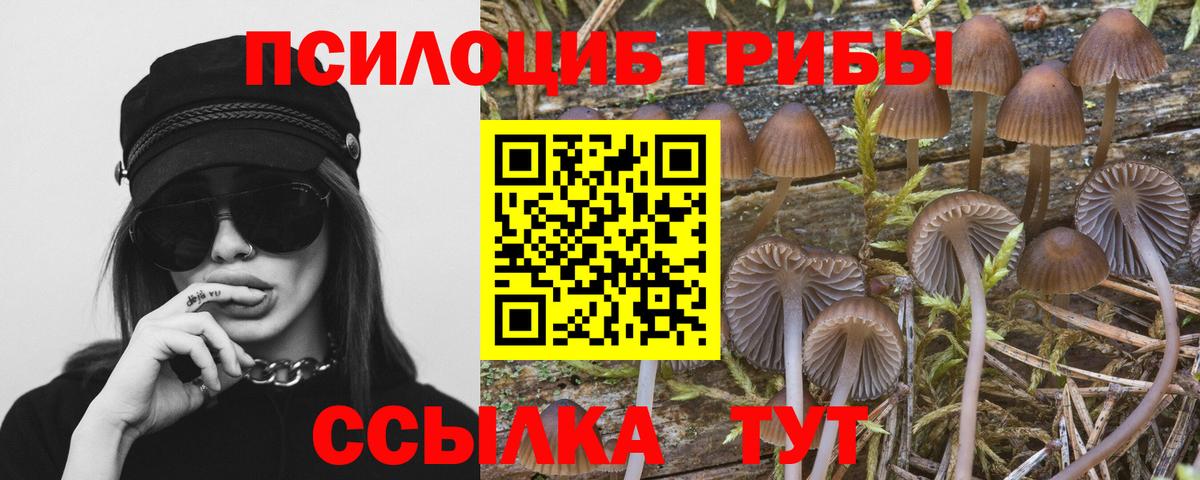 Светлоград  Галлюциногенные грибы Psilocybine cubensis  Вход с VPN  Псилоцибиновые грибы GOLDEN TEACHER 